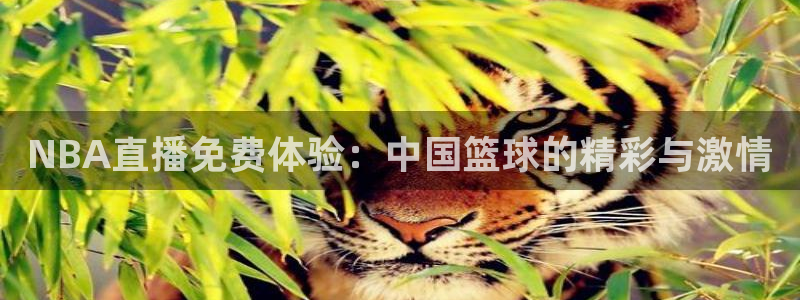 山猫免费直播：NBA直播免费体验：中国篮球的精彩与激情